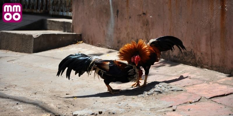 Đánh giá tình trạng thể lực của các chiến kê