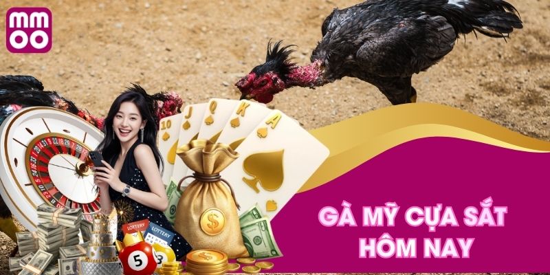 Gà mỹ cựa sắt hôm nay