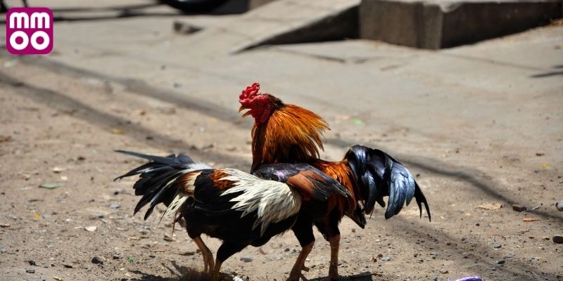 Lựa chọn cửa đặt cược cho phía gà khách