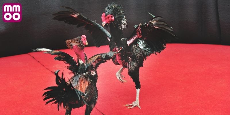 Những trận chọi kê cựa dao vô cùng nảy lửa