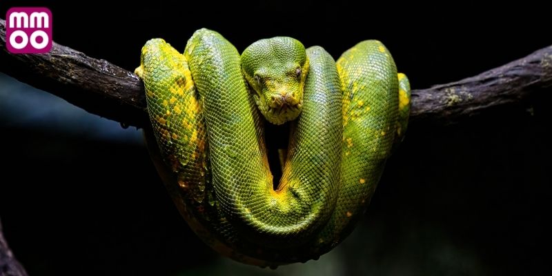 Tham khảo soi số khi chiêm bao loài rắn