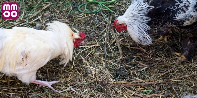 Theo dõi trực tiếp tại các trường đấu quốc tế