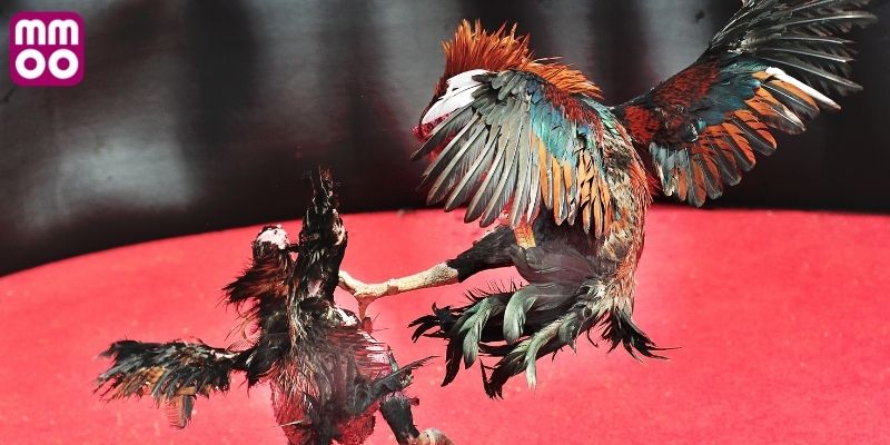 Trải nghiệm xem đá gà trực tiếp 999 hấp dẫn