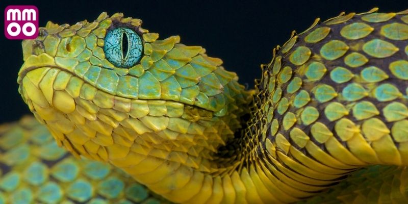 Ý nghĩa chiêm bao bị loài vật đuổi sát